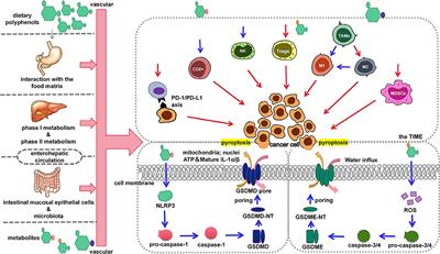 Regulation of dietary polyphenols on cancer cell pyroptosis and the tumor immune microenvironment